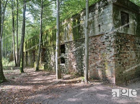 Ruins of the Wolf's Lair (also Wolf's Lair or Görlitz), the military situation centre of the ...