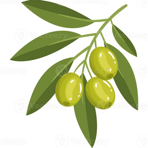 Olive Leaf Tree 24468210 Png