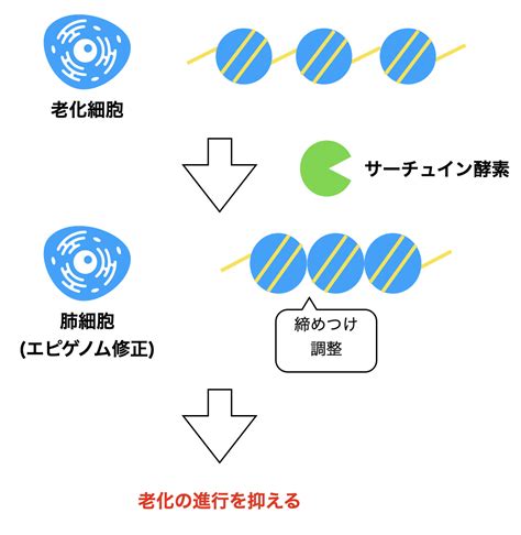 7種類のサーチュイン遺伝子の特徴｜老化の仕組みをわかりやすく解説 Furou