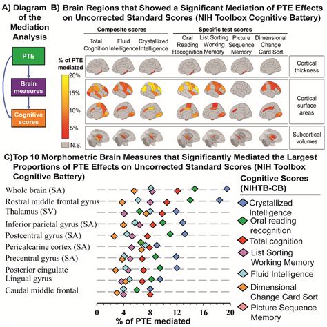 Prenatal Tobacco Exposure On Brain Morphometry Partially Mediated Poor