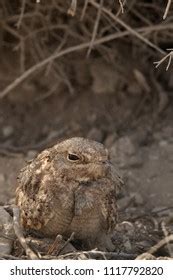 Egyptian Nightjar: Over 75 Royalty-Free Licensable Stock Photos | Shutterstock