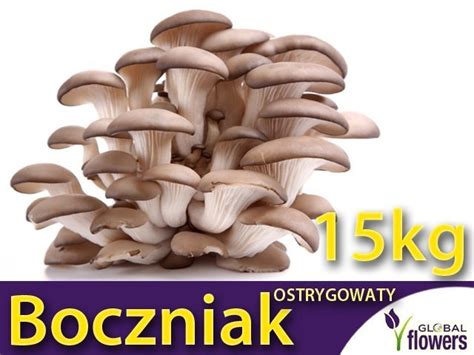 Boczniak Ostrygowaty Uprawa Domowa Zestaw Kg Teraz Taniej O