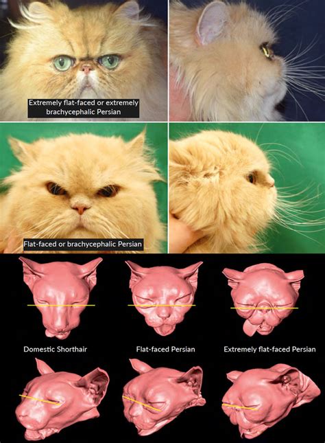 Smashed Face Cat Breeds