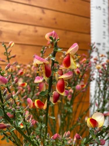 Żarnowiec Szczodrzeniec Goldfinch Cytisus PA60 Bukszpanik pl Szkółka