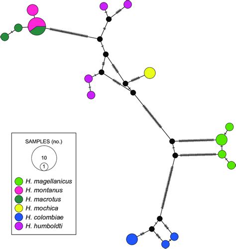 Haplotype Network Of The Cytochrome B Gene Obtained With The Tcs