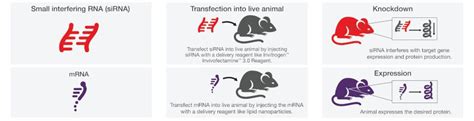 Transfection Applications | Thermo Fisher Scientific - US