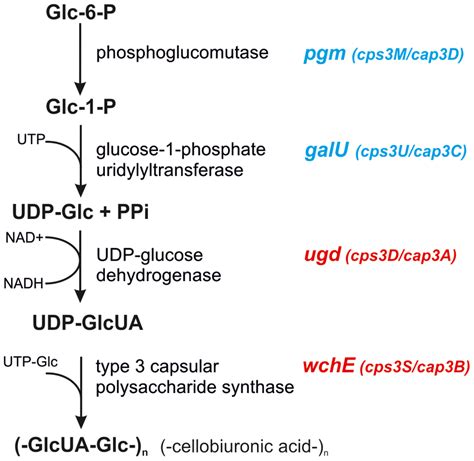 Biosynthetic Pathway For Type 3 Capsular Polysaccharide The Two Genes