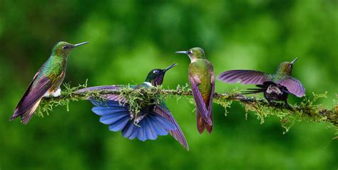 5 Amazing North American Hummingbird Species and Where to Find Them ...