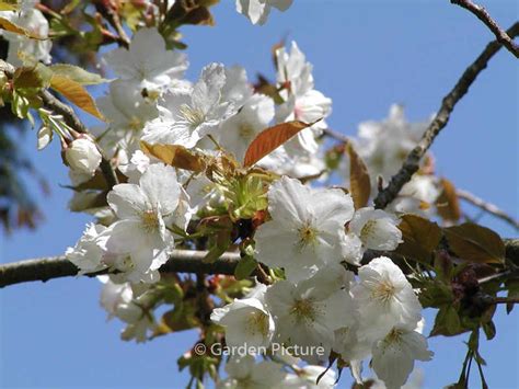 Prunus Serrulata Shirotae Plantentuin Esveld