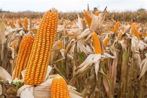 When To Harvest Corn | Homesteading Guide For Happy Harvesters