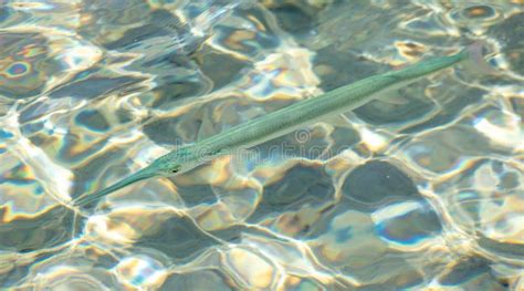 Fish needle in sea water. stock image. Image of travel - 269810905