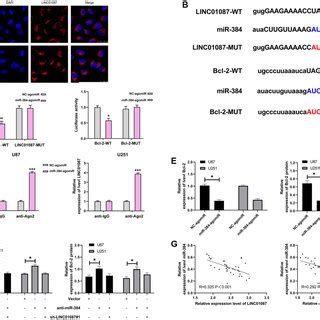 LINC01087 Regulates MiR 384 Bcl 2 To Take Part In The Proliferation And