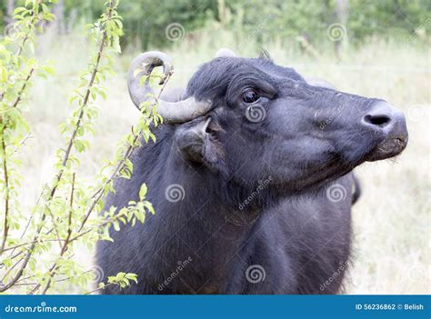 Milky Buffalo Group,Indian Buffalo Or Domestic Asian Water Buffalo In ...