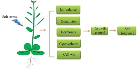 Ijms Free Full Text Regulation Of Plant Responses To Salt Stress