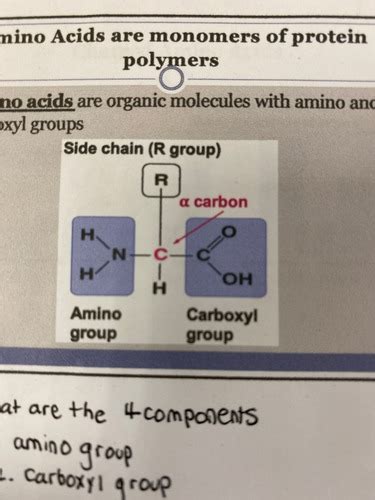 Proteins Flashcards Quizlet