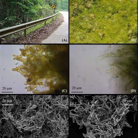 Characteristics of T. monilia. (A) Habitat from which algae were taken ...