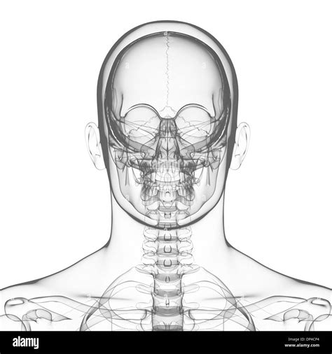 Human Skull Black And White Stock Photos And Images Alamy