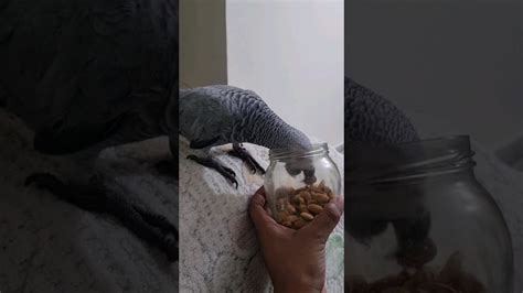 Grey Parrot Eating Almonds African Grey Parrot Diet Amd Eating Shorts Youtube