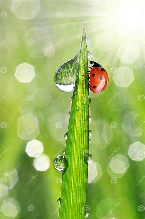 Dew Drops And Ladybug Stock Image Image Of Meadow Plant 35148383