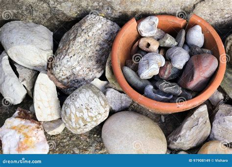 Fossils and Rocks stock image. Image of geology, garden - 97908149