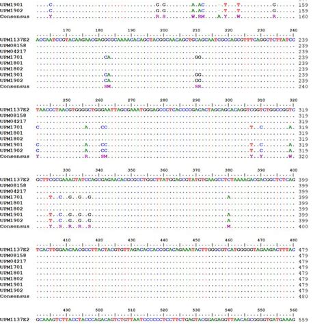 Multiple Sequence Alignment By Clustalw Of Bp Nucleotide Sequences