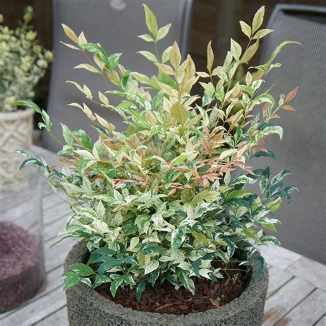 Buy ornamental shrubs now Heavenly Bamboo Nandina 'Twilight' pink-white