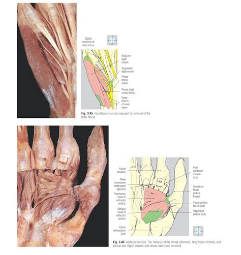 Palm And Digits Anatomy Pediagenosis Sesamoid Bone Deep Fascia Superficial Veins Extensor