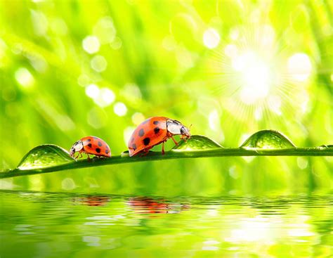 Hd Wallpaper Two Ladybugs Drops Green Nature Insect Green Color