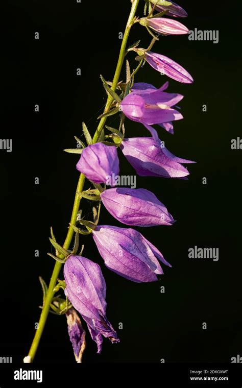 Close Up Of A Flower Spike Of Growing Wild Creeping Bellflower Or