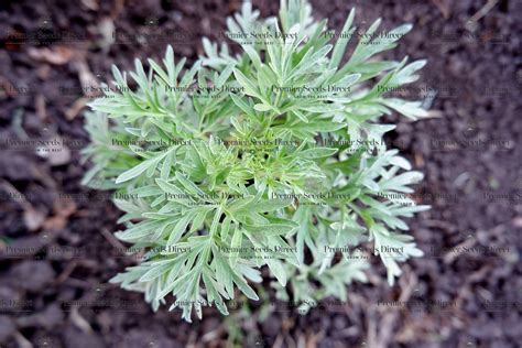 Herb - Wormwood - Artemisia Absinthium - Premier Seeds Direct