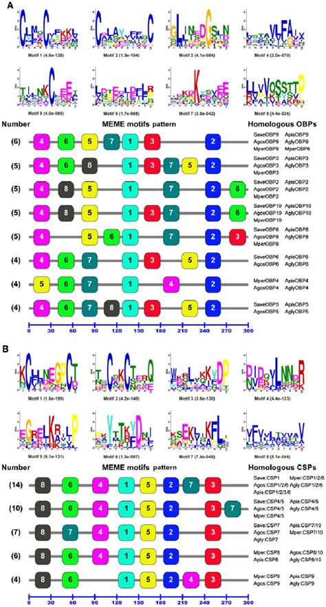 Motif Analysis Of Odorant Binding Proteins Obps And Chemosensory