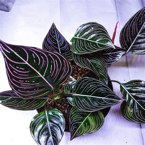 Aglaonema rotundum | Tropical house plants, House plants, House plants ...