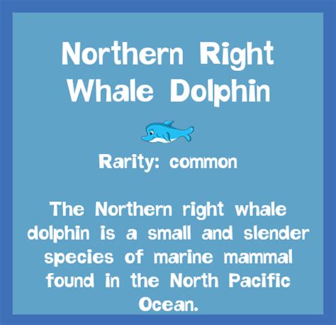 Northern Right Whale Dolphin | Aqua Pets Wiki | Fandom