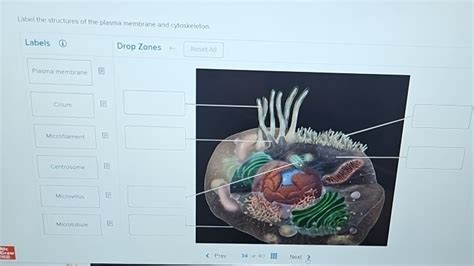 Solved Label the structures of the plasma membrane and | Chegg.com 