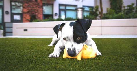 how to tell if my dog ate rat poison