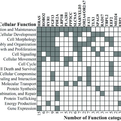 Cellular And Molecular Functional Analysis Of The Mutated Genes