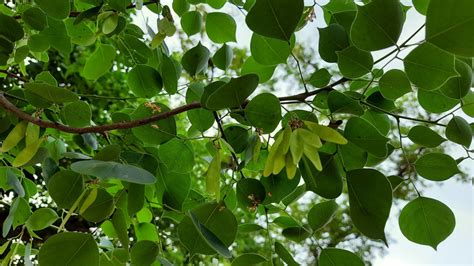 The Invasive Tree That Could Infiltrate Your Home's Plumbing