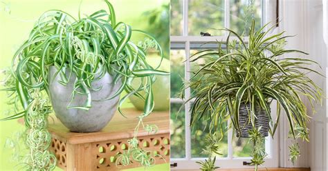 Spider Plant Care Indoors Growing Spider Plants Indoors Balcony