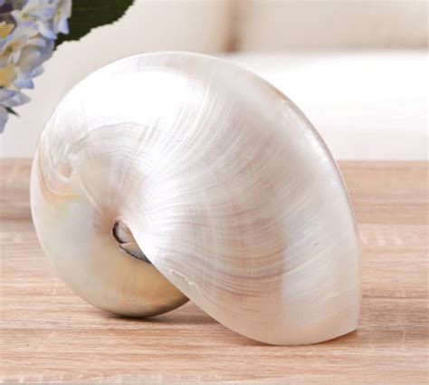 Pearl Nautilus Shells Last Ones No More Imports Available Beach Decor