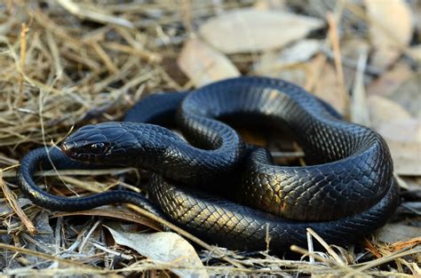 Eastern Indigo Snake Reintroduced Into The Wild