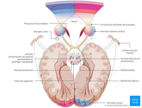 Nervio óptico CN II Anatomía vía función Kenhub