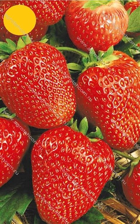 Клубника Кимберли Описание Сорта Фото Отзывы Садоводов – Telegraph