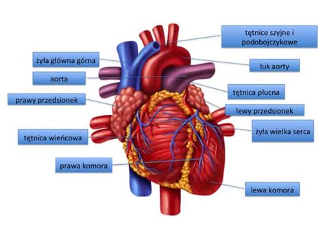 Anatomia Prawid Owa Cz Owieka Pdf