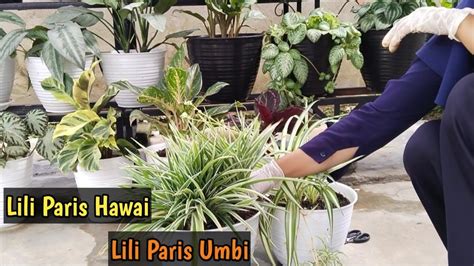 Perbedaan Lili Paris Hawai Spider Plant Dan Lili Paris Umbi Youtube