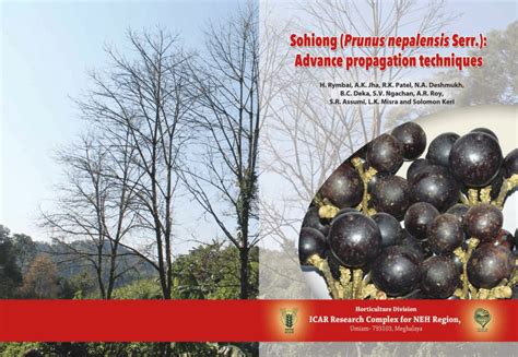 (PDF) Sohiong (Prunus nepalensis Serr.): Advance propagation techniques. Authored by Rymbai H ...