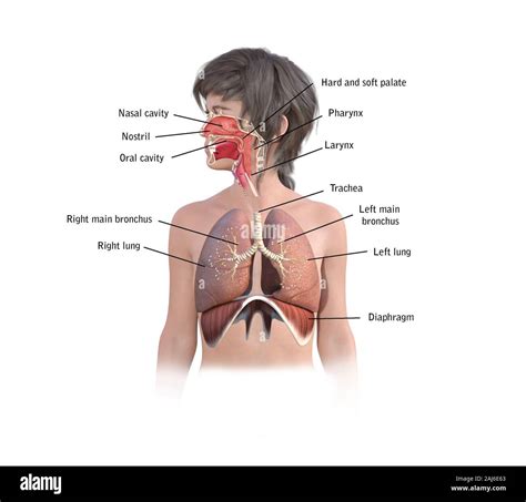 Real Human Respiratory System