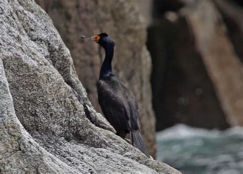 Pictures And Information On Red Faced Cormorant