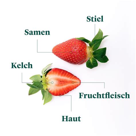 Jetzt In Saison Erdbeeren Richtig Kaufen Lagern Und Zubereiten