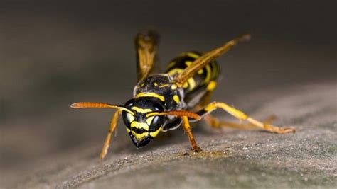 Warum Wir Bienen Lieben Und Wespen Hassen Tierwelt Ch Tierwelt