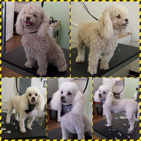 Happy Paws Dog Grooming - 76 Photos & 103 Reviews - Monrovia, CA - 138 E Colorado Blvd - Pet ...